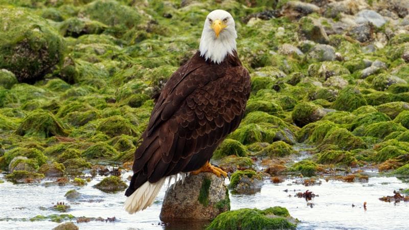 National Bird Of US: नवीन राष्ट्राध्यक्षांसोबतच अमेरिकेला मिळाला नवा राष्ट्रीय पक्षी; Bald Eagle राष्ट्रीय पक्षी म्हणून घोषित