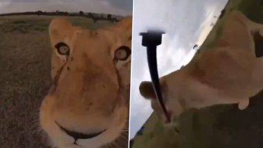 Lioness Steals Camera: सिंहीणीने कॅमेरा चोरला आणि सेल्फी स्टिकने स्वतःचा बनवला व्हिडिओ