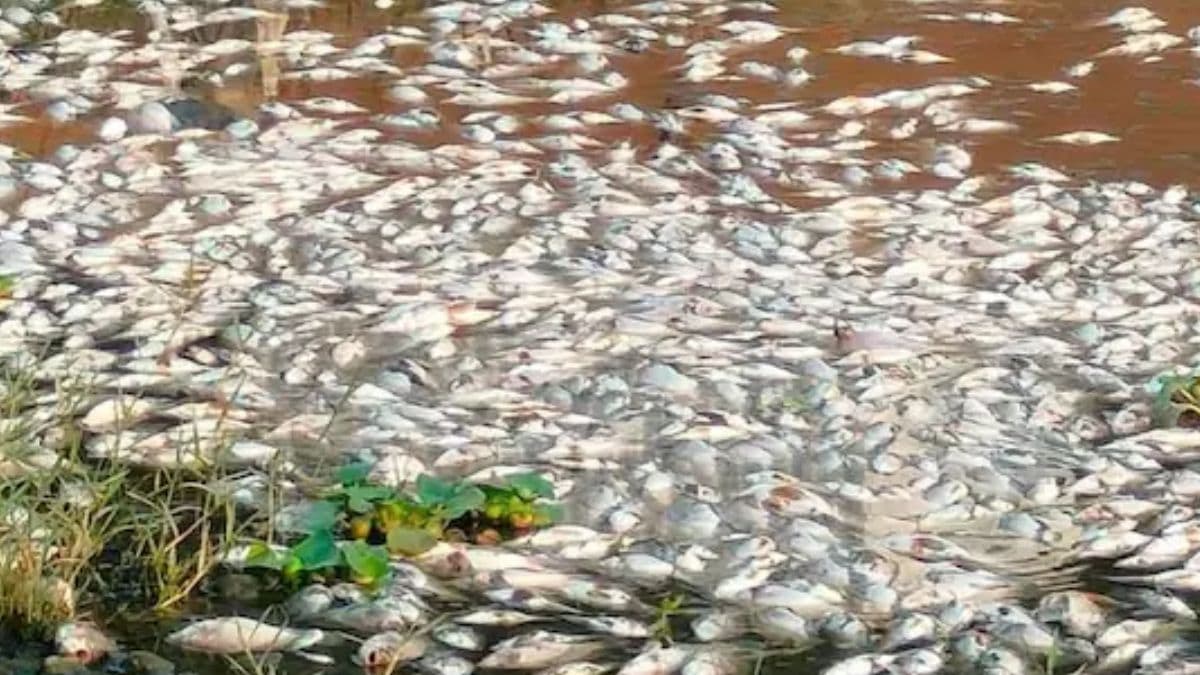 Pune River Dead Fish: मुळा-मुठा नदीत हजारो मृत माशांचा तरंगताना आढळला; सांडपाणी प्रकल्पाला दोष