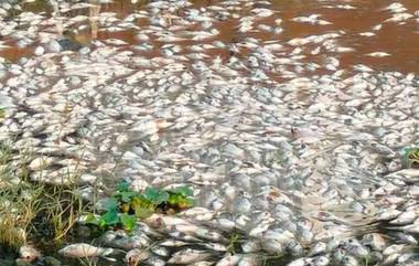 Pune River Dead Fish: मुला-मठा नदीत हजारो मृत माशांचा तरंगताना आढळला; सांडपाणी प्रकल्पाला दोष