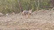 Golden Jackal in Navi Mumbai: खारघर मध्ये झालं सोनेरी कोल्ह्याचं दर्शन, व्हिडिओ व्हायरल