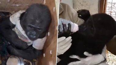 Baby Gorilla Viral Video: बॉक्समध्ये केली जात होती बेबी गोरिलाची तस्करी, इस्तंबूल विमानतळावर केली सुटका