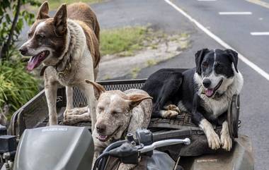 Pune Stray Dog Attacks: पुण्यात भटक्या कुत्र्यांच्या हल्ल्यांत वाढ; 2024 मध्ये 23 हजारहून अधिक प्रकरणांची नोंद