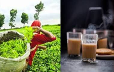 Tea Powder Price Hike: चहाप्रेमींसाठी महत्त्वाची बातमी! चहा पावडरची किंमत वाढणार? उत्पादनात 100 दशलक्ष किलोग्रॅमपेक्षा जास्त घट होण्याची शक्यता