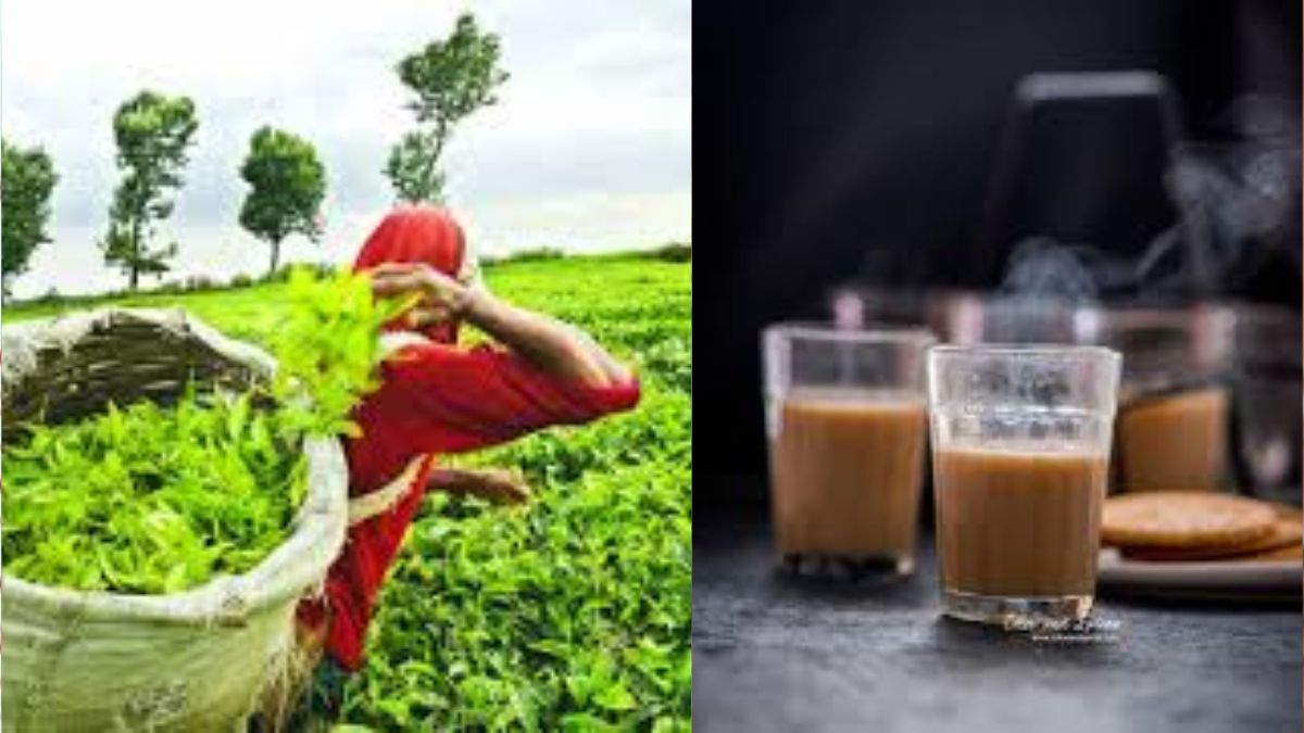 Tea Powder Price Hike: चहाप्रेमींसाठी महत्त्वाची बातमी! चहा पावडरची किंमत वाढणार? उत्पादनात 100 दशलक्ष किलोग्रॅमपेक्षा जास्त घट होण्याची शक्यता