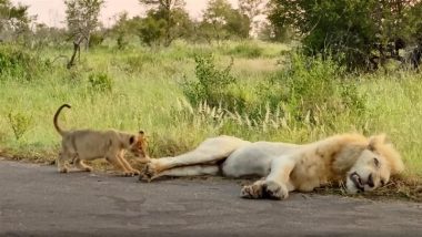 Viral Video: सिंह रस्त्याच्या कडेला आरामात झोपला, सिंहाच्या पिलाने पुढे जो खोडकरपणा केला ते पाहून येईल हसू, व्हिडीओ व्हायरल