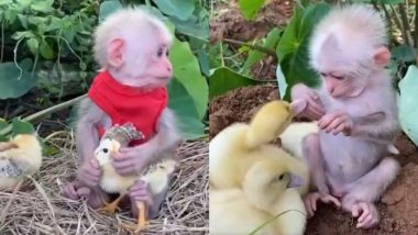 Monkey Viral Video: कोंबड्या आणि बदकांसोबत खेळताना दिसले छोटे माकड, मनमोहक व्हिडिओ पाहून भारावून जाल, पाहा व्हिडीओ