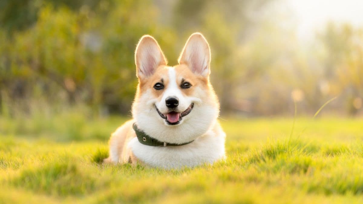 Dog Licenses For Pet Owners: नवी मुंबईकरांनो लक्ष द्या! आता पाळीव कुत्र्यांच्या मालकांनी 'श्वान परवाना' घेणे बंधनकारक; अनधिकृतपणे प्राणी पाळल्यास होणार कारवाई, जाणून घ्या कुठे कराल अर्ज