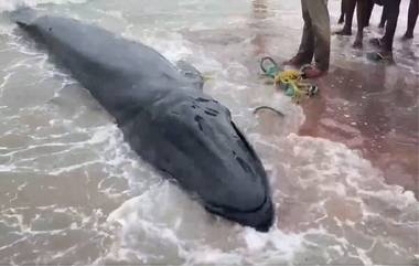 Whale calf found at Pamban Beach: रामेश्वरम येथील पंबन बीचवर आढळला लहान व्हेलचा मृतदेह (Watch Video)