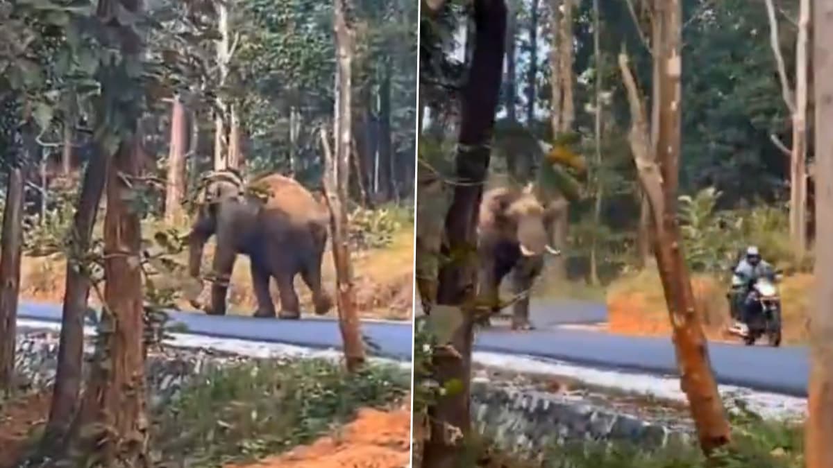 Elephant Attacked Bike Rider: जंगलात हत्तीचा दुचाकीस्वारावर हल्ला; पहा धक्कादायक व्हिडिओ