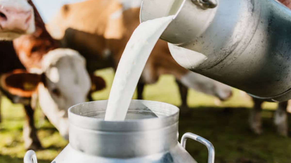 India’s Largest Milk Producer State: उत्तर प्रदेश बनले भारतातील सर्वात मोठे दूध उत्पादक राज्य; एका दिवसात 1,062 लाख लिटर दूधाचे उत्पादन