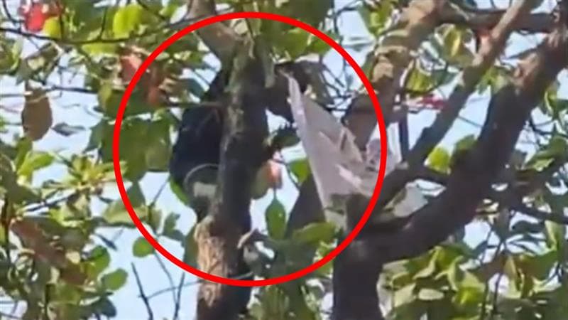 Man Climbs Tree Near Mantralaya Gate: न्यायाची याचना करत मंत्रालयाच्या गेटजवळ झाडावर चढला तरुण, पहा व्हिडिओ