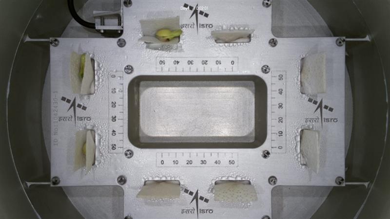 ISRO Grows Cowpea Seeds in Space: इस्रोचा चमत्कार! अवकाशात उगवल्या चवळीच्या बिया; पहा फोटो