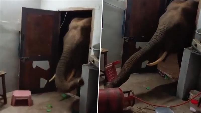 Wild Elephant Tries To Enter House: भयानक! अन्नाच्या शोधात जंगली हत्तीचा घरात घुसण्याचा प्रयत्न; तांदळाची पिशवी उचलली (Video Viral)