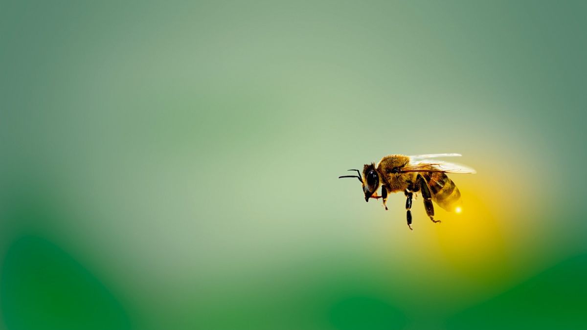Bee Attack in Rajasthan: मधमाश्यांच्या हल्ल्यात 90 वर्षीय वृद्धेचा मृत्यू, 3 जण गंभीर जखमी