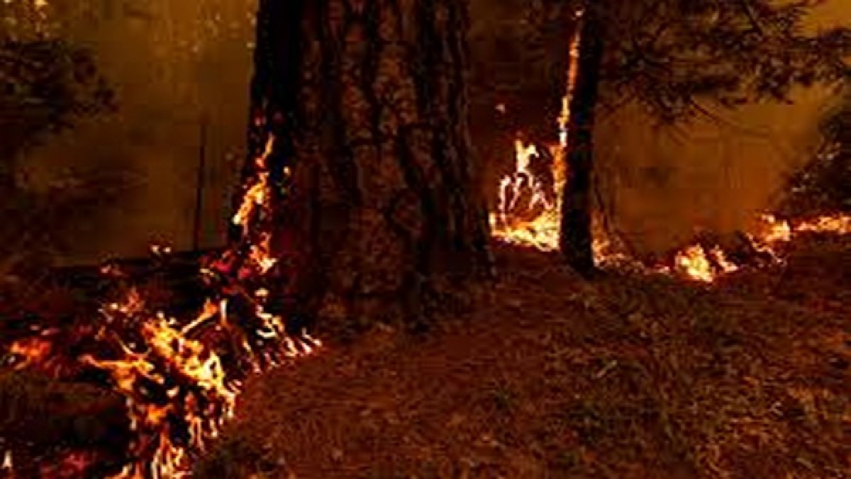 California Wildfire: कॅलिफोर्नियातील जंगलास आग; लॉस एंजेलिसमध्ये विध्वंस, जीवितहानीसह हजारो लोक विस्थापित