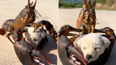 Crab and Puppy Viral Video: खेकडा आणि श्वानच्या पिलाची गोंडस मैत्री, व्हायरल व्हिडिओ पाहून लोक म्हणाले- आजवरची सर्वात विचित्र मैत्री