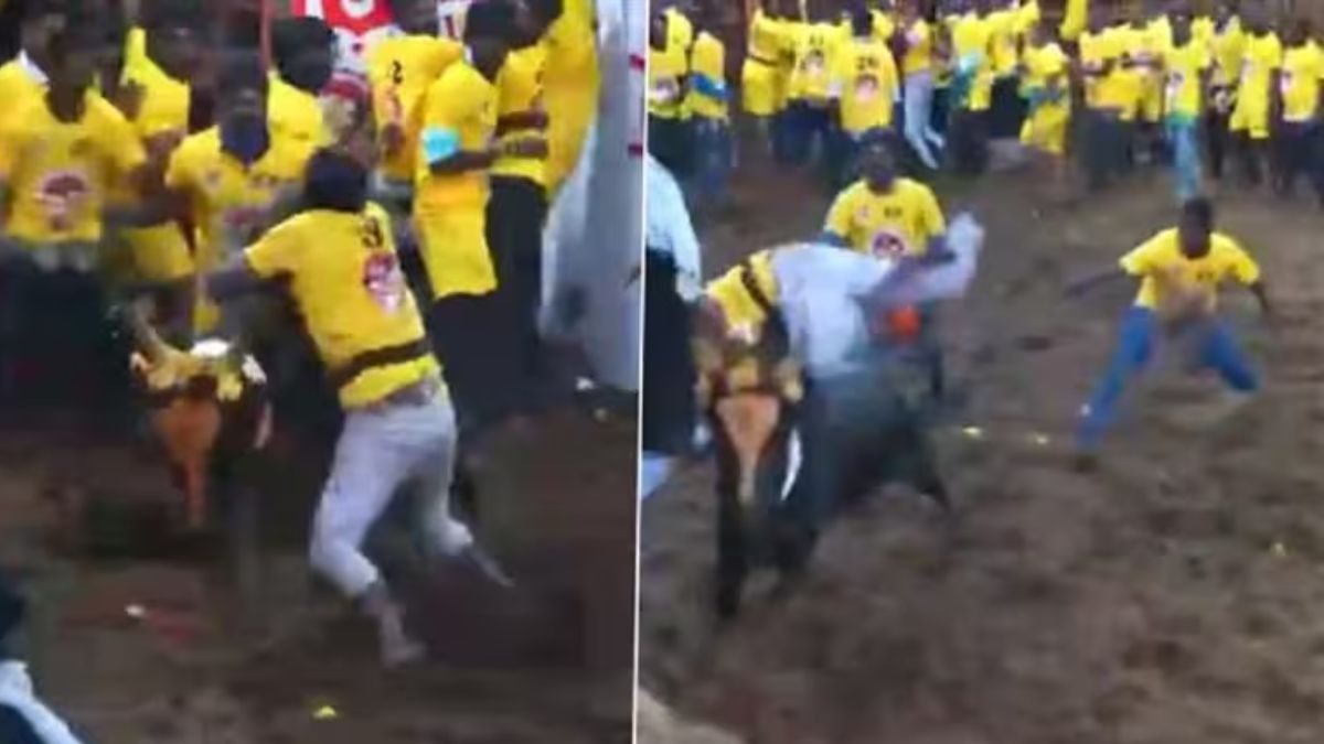 Jallikattu 2025 Begins in Madurai: तामिळनाडूतील मदुराई जिल्ह्यात जल्लीकट्टू स्पर्धेला सुरुवात; 1,100 बैल आणि 900 स्पर्धकांचा थरार (Watch Video)