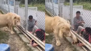 Lion Viral Video: पर्यटक पिंजऱ्यात हात घालून सिंहाचे काढले फोटो, पुढे जे झाले ते पाहून बसेल धक्का, व्हिडीओ व्हायरल