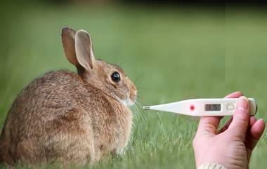 Rabbit Fever: रॅबीट फिवर म्हणजेच 'ससा ताप' ही भानगड काय? Tularemia आजाराबद्दलही घ्या जणून