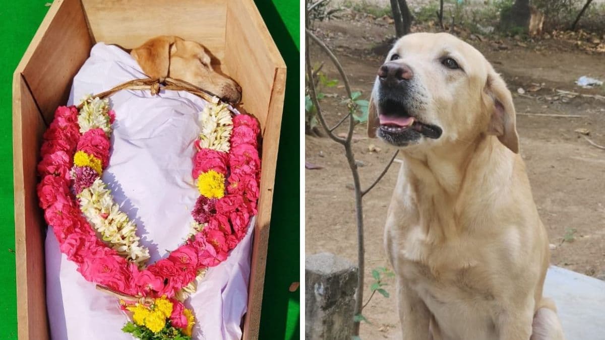 Sniffer Dog Astro Dies: मदुराई पोलिस दलातील श्वानाचा मृत्यू; 21 गन सॅल्यूट देत अखेरचा सलाम