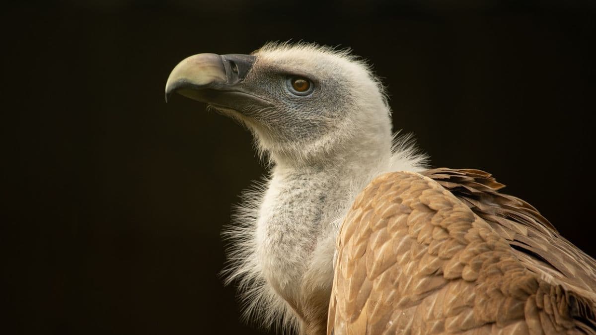 उरणच्या चिरनेर गावामध्ये बेशुद्धावस्थेत दिसले Himalayan Griffon गिधाड; तातडीने सुटका