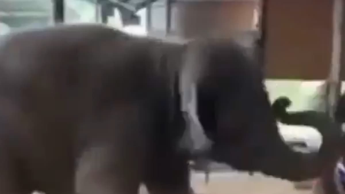 Baby Elephant Dance Video: मंदिरात डान्स करणाऱ्या छोट्या हत्तीचा व्हिडिओ व्हायरल (Watch Video)