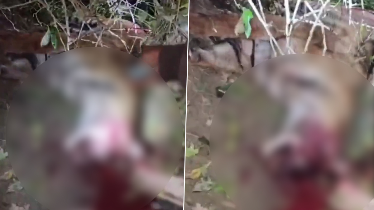 Lakhimpur Kheri: महिलेवर हल्ला केलेल्या वाघाला ग्रामस्थांकडून मारहाण; वाघाचा जागीच मृत्यू (Watch Video)