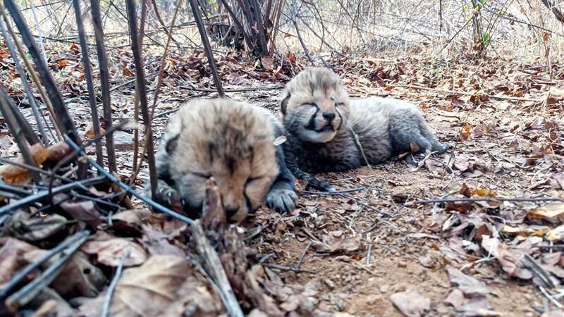 Kuno National Park: मध्य प्रदेशातील कुनो राष्ट्रीय उद्यानात मादी चित्ता Veera ने दिला 2 शावकांना जन्म