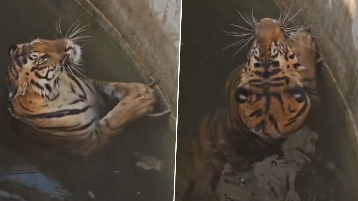 Tiger And Wild Boar Fall Into Same Well: वाघ आणि रानडुक्कर एकाच विहिरीत पडले; पुढे काय झालं? पहा व्हिडिओ