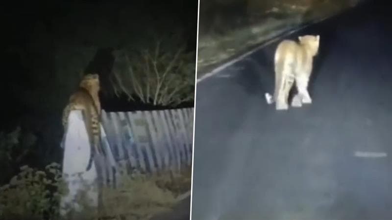 Leopard Spotted in Pune: जुन्नर-नारायणगाव रस्त्यावर बिबट्याचा संचार; स्थानिक चिंतेत, अंधारात रात्री फिरतानाचा व्हिडिओ पहा (video)