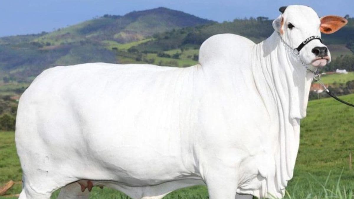 World's Most Expensive Cow: ब्राझीलमध्ये तब्बल 42 कोटीला विकली गेली Viatina-19 गाय; ठरली जगातील सर्वात महागडी, जाणून घ्या वैशिष्ठ्ये