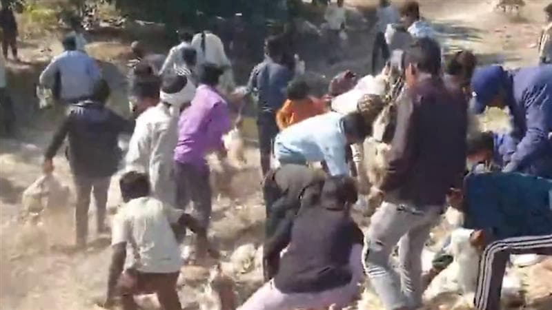 Chicken Loot on Kannauj Expressway: चालकाचे झोपेवरचे नियंत्रण सुटल्याने कोंबड्यांनी भरलेला ट्रक उलटला; स्थानिकांनी डाव साधला (Video)