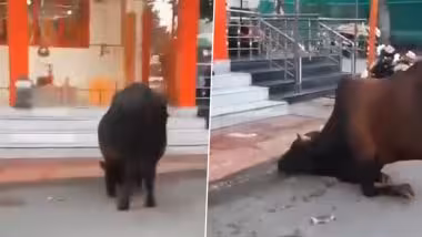 Viral Video: बैलाने भगवान शंकराला अनोख्या पद्धतीने केले वंदन, व्हायरल व्हिडीओने अनेकांना केले चकित