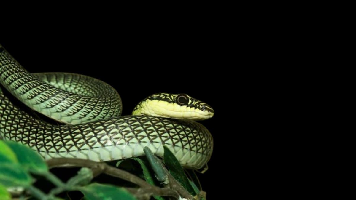 Flying Snake in Palghar: पालघर जिल्ह्यात आढळला उडणारा साप; डाहाणू तालिक्यातील खुनावडे गाव चर्चेत