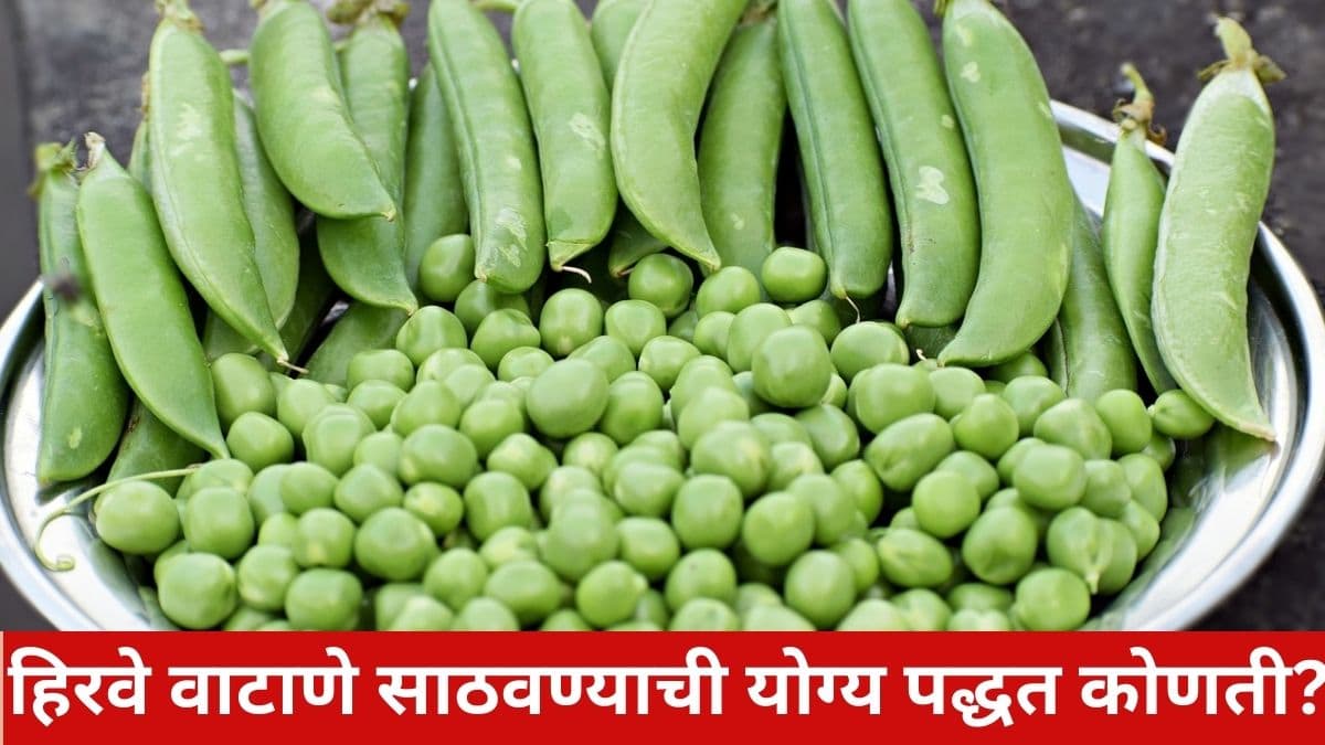 How To Store Matar: हिरवे वाटाणे साठवण्याची योग्य पद्धत कोणती? 'या' पद्धतीचा वापर केल्यास Green Peas राहतील अनेक महिने ताजे