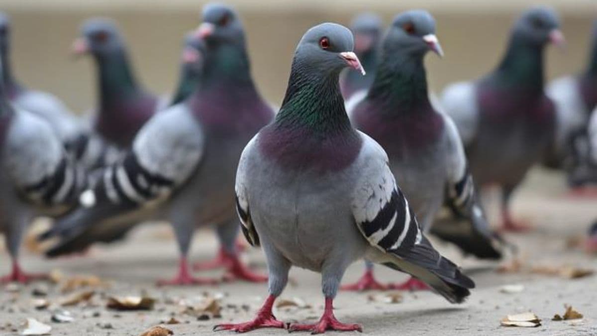 Exotic Pigeons Stolen: अजब चोरी; 10 लाख रुपयांची 400 कबुतरे चोरीस, कबुतरबाजीत प्राविण्य असलेल्या विदेशी प्रजातींचाही समावेश