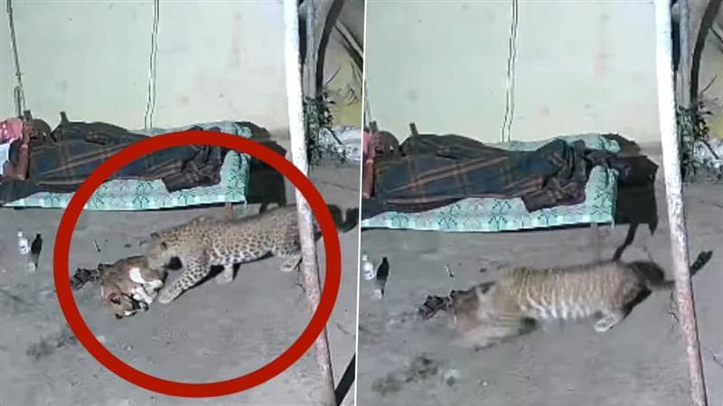 Leopard Attacks Pet Dog: मालक फोनवर व्यस्त; दबक्या पावलात येऊन बिबट्याचा झोपलेल्या कुत्र्यावर हल्ला (Video)