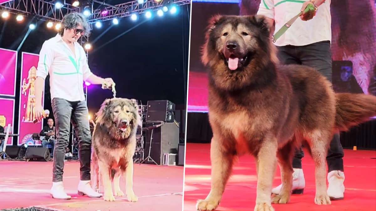 World's Most Expensive Dog 'WolfDog': बेंगळुरू येथील व्यक्तीने खरेदी केला लांडगा आणि कुत्र्याचे मिश्रण असलेला 'वुल्फडॉग' प्राणी; किंमत 50 कोटी