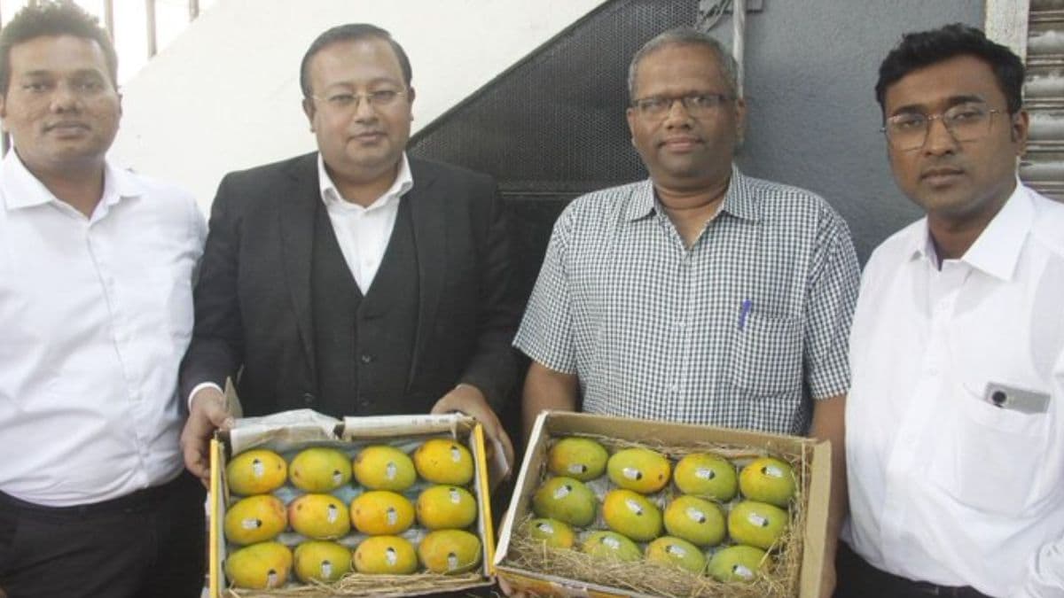 UID Code on Devgad Hapus Mango: आता देवगड हापूस आंब्यावर असणार युआयडी कोड; ग्राहकांची फसवणूक टाळण्यासाठी मोठा निर्णय