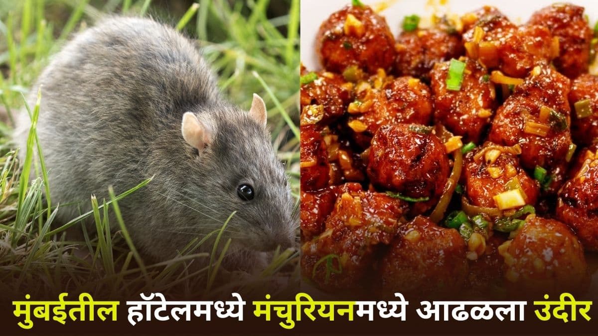 Rat Found In Manchurian: नवी मुंबईतील हॉटेलमध्ये मंचुरियनमध्ये आढळला उंदीर; महिला दिनानिमित्त जेवणासाठी गेलेल्या महिलांनी घातला गोंधळ