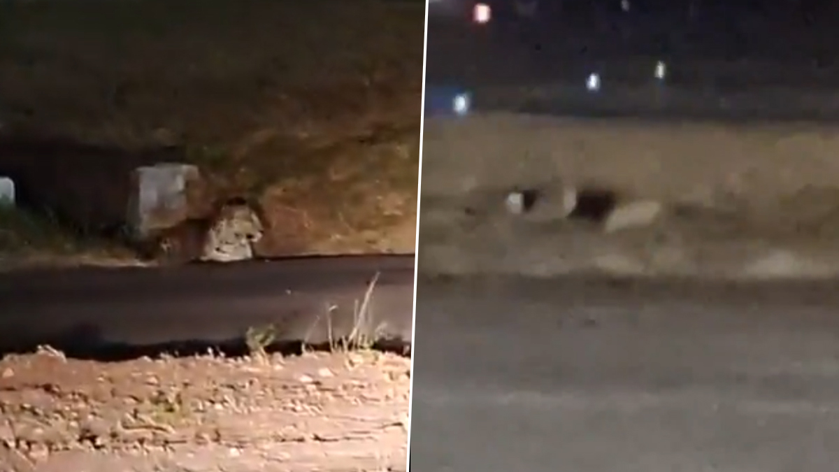 Leopard Sighting: पुणे विमानतळाच्या धावपट्टीवर बिबट्याचे दर्शन; घटना समोर येताच वन अधिकाऱ्यांकडून शोध सुरू (Video)