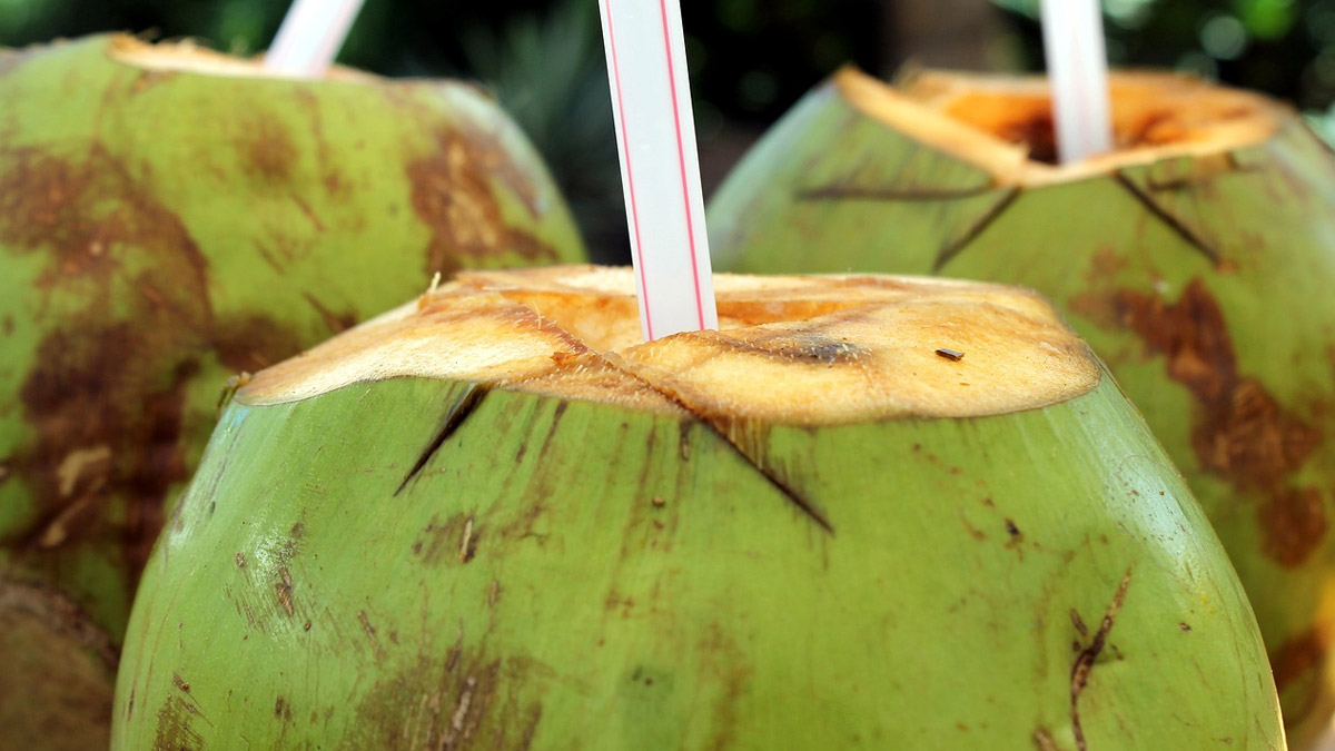Man Gets Fungal Infection After Drinking Coconut Water: नारळपाण्याने घेतला जीव! बुरशीजन्य संसर्गामुळे मेंदूला नुकसान; 69 वर्षीय व्यक्तीचा मृत्यू