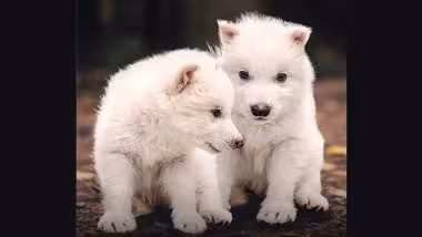 Extinct Species Dire Wolves Are Back: विज्ञानाचा चमत्कार! 12,000 वर्षांपूर्वी नामशेष झालेल्या 'डायर वुल्फ' नावाच्या लांडग्यांच्या प्रजातीला केले पुनरुज्जीवित