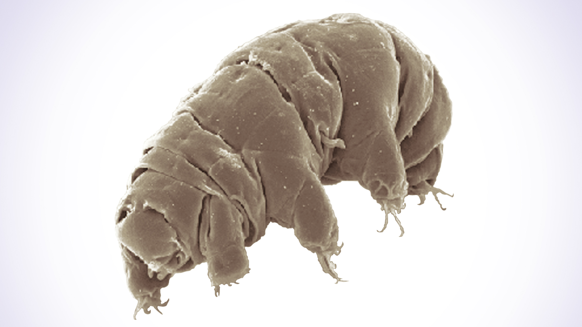 ISRO is Sending 'Water Bears’ to Space: इस्रो Axiom-4 सोबत अंतराळात पाठवणार 'वॉटर बेअर्स', जाणून घ्या काय आहेत हे प्राणी व होणारा प्रयोग