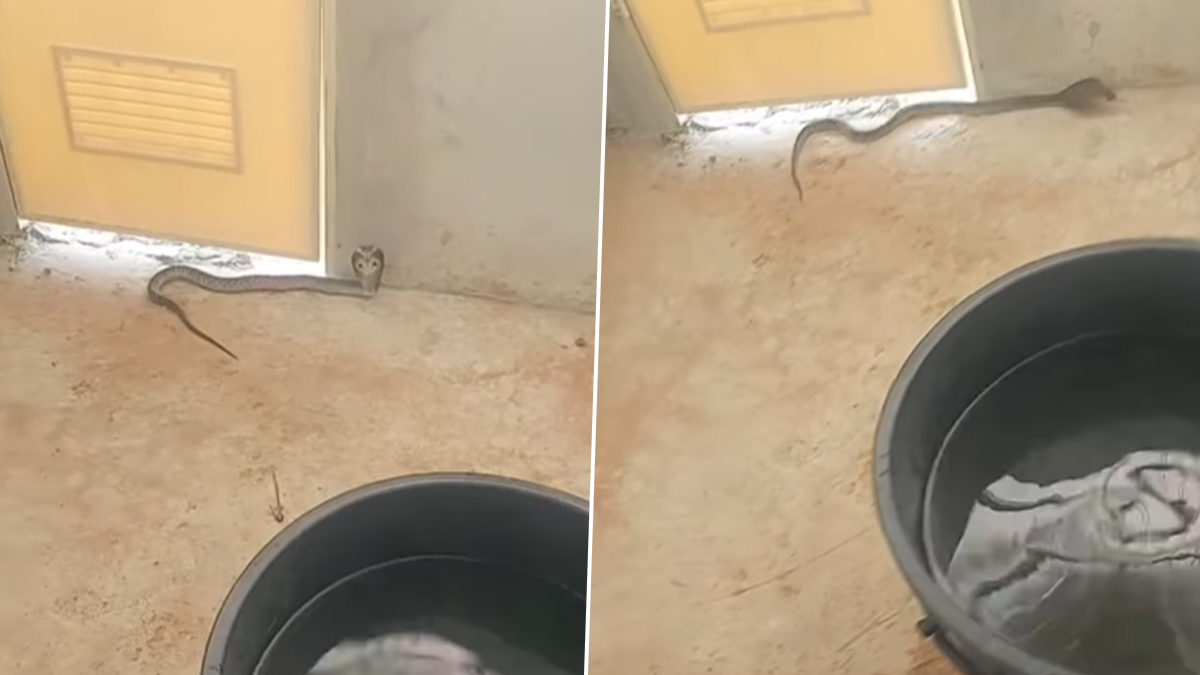 Snake In Toilet: बाप रे बाप...शौचालयात साप! टॉयलेटला बसताचं तरुणाला दिसला साप; मग पुढे काय झालं? तुम्हीचं पहा