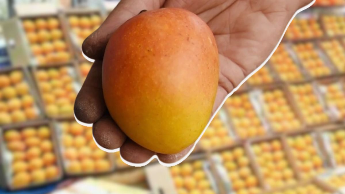Alphonso Mango Price Drop: हापूस आंबा घसरला; अक्षय तृतीया सणाच्या पार्श्वभूमीवर पुरवठा वाढला, किमतीत घट