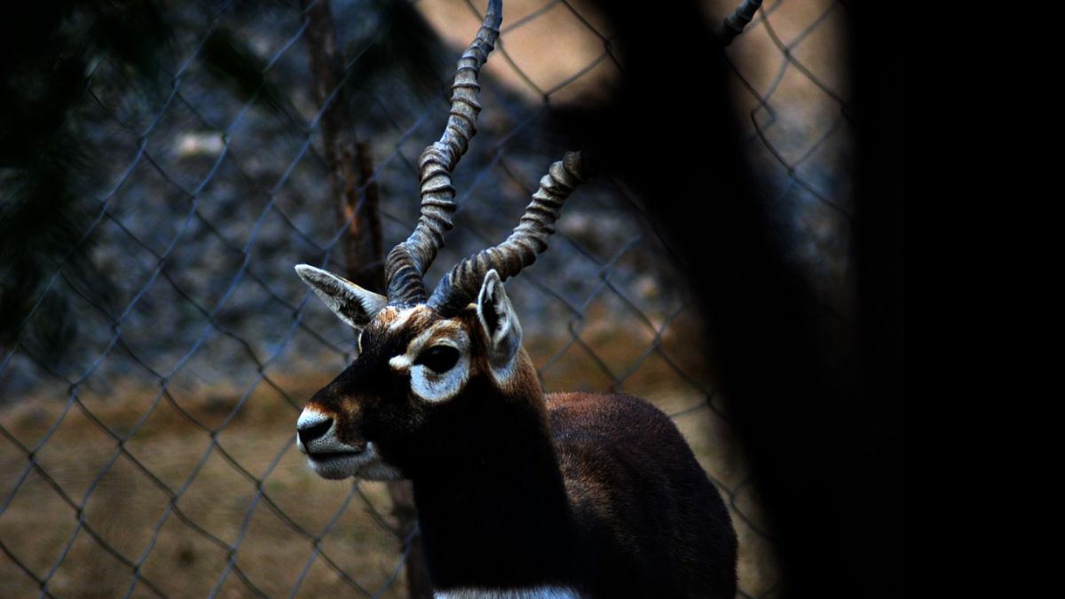 Byculla Zoo Welcomes Blackbucks: भायकळा प्राणीसंग्रहालयात काळवीट दर्शन; पर्यटकांना पर्वणी