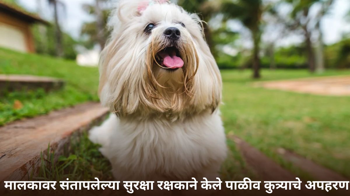 Pet Dog Kidnapped In Mumbai: मुंबईत मालकावर संतापलेल्या सुरक्षा रक्षकाने केले पाळीव कुत्र्याचे अपहरण; कारण ऐकून लावालं डोक्याला हात!