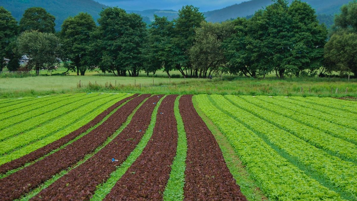Toxic Soil Crisis: जगभरातील मातीतील विषारी धातूंचे प्रदूषण वाढले; सुमारे 140 कोटी लोकांचे जीवन धोक्यात, अभ्यासात खुलासा
